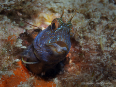 Parablennius marmoreus