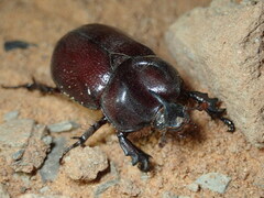 Phyllognathus excavatus