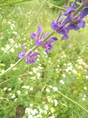 Salvia pratensis