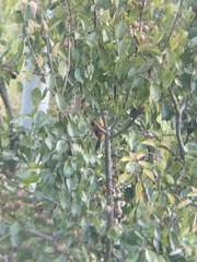 Heterophasia capistrata