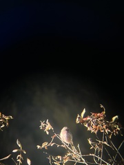 Carpodacus pulcherrimus