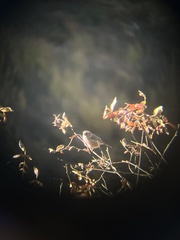 Carpodacus pulcherrimus