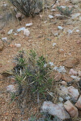 Aptosimum spinescens