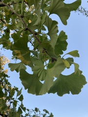 Ginkgo