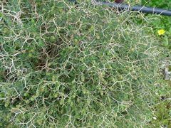 Sarcopoterium spinosum