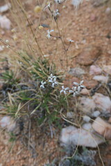 Aptosimum spinescens