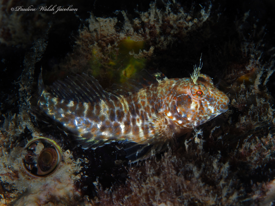 Oyster Blenny