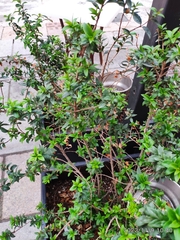 Myrtus communis