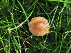 Galerina hypnorum