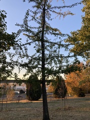 Ginkgo