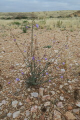 Polemoniaceae