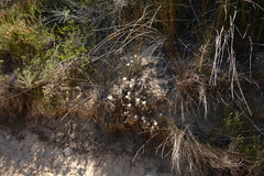 Helichrysum retortum