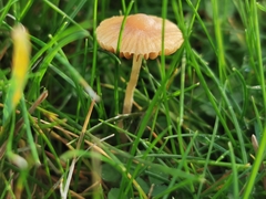 Galerina hypnorum