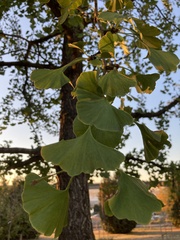 Ginkgo