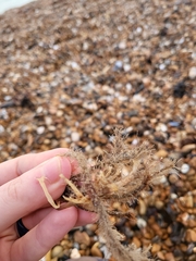 Corallina officinalis