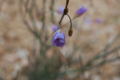 Polemoniaceae