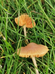Galerina hypnorum