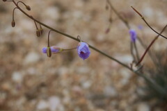Polemoniaceae