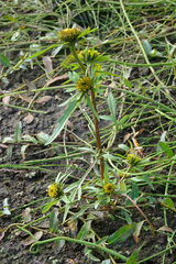 Bidens radiata