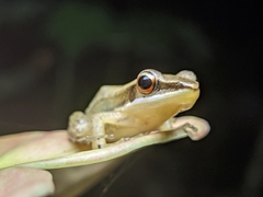 Indosylvirana