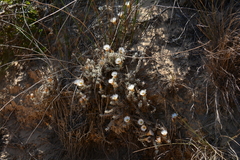 Helichrysum retortum