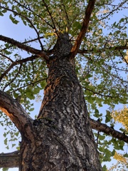 Ginkgo