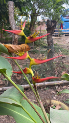 Heliconia latispatha