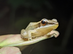 Indosylvirana