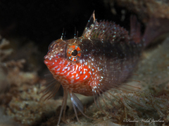 Malacoctenus macropus