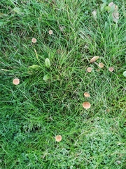 Galerina hypnorum