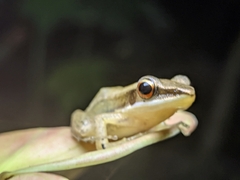 Indosylvirana