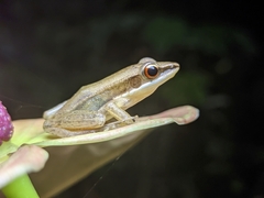 Indosylvirana