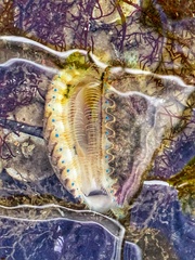 Argopecten irradians