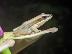 Indosylvirana