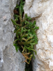 Selaginella denticulata