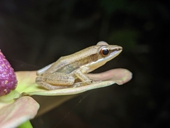 Indosylvirana