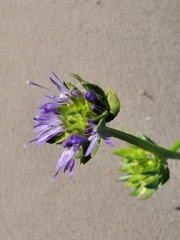 Jasione sessiliflora