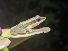 Indosylvirana