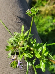 Jasione sessiliflora