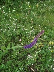 Salvia pratensis