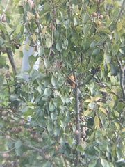 Heterophasia capistrata