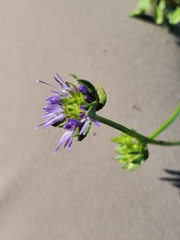 Jasione sessiliflora