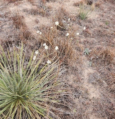 Oenothera glaucifolia