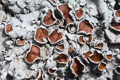Parmelina carporrhizans