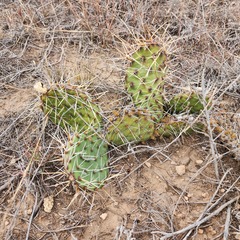 Opuntia fragilis