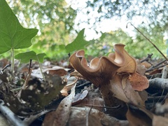 Paralepista