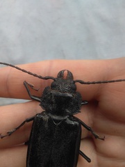 Mallodon