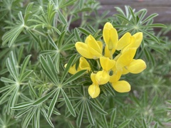 Lupinus arboreus