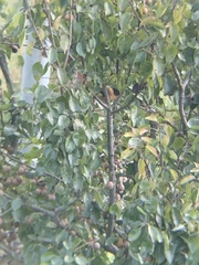 Heterophasia capistrata