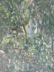 Heterophasia capistrata